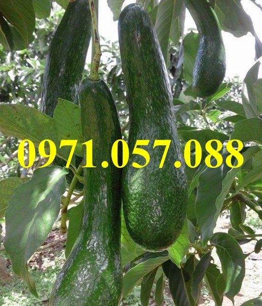 GIỐNG CÂY BƠ 034